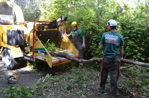 tree services Granby